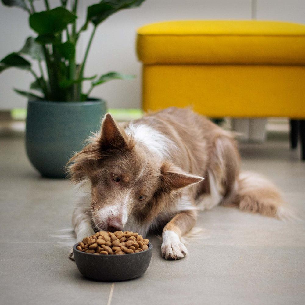 Air-Dried Pet Food | Three reasons why it’s a
great choice for your dog. - Bugsy's Pet Supplies