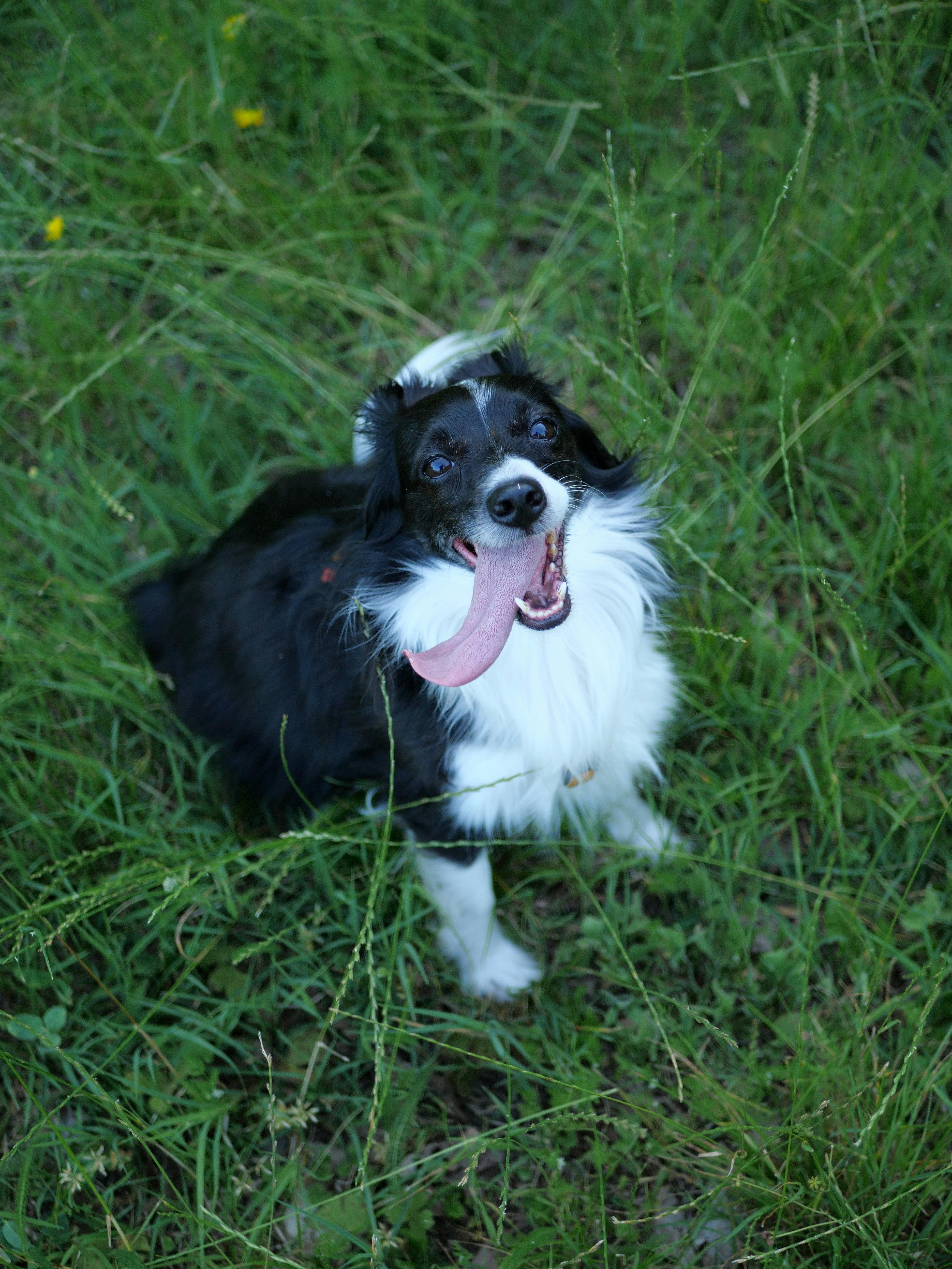 Barf Diet For Dogs: The Ultimate Guide to Raw Feeding For Dogs - Bugsy's Pet Supplies