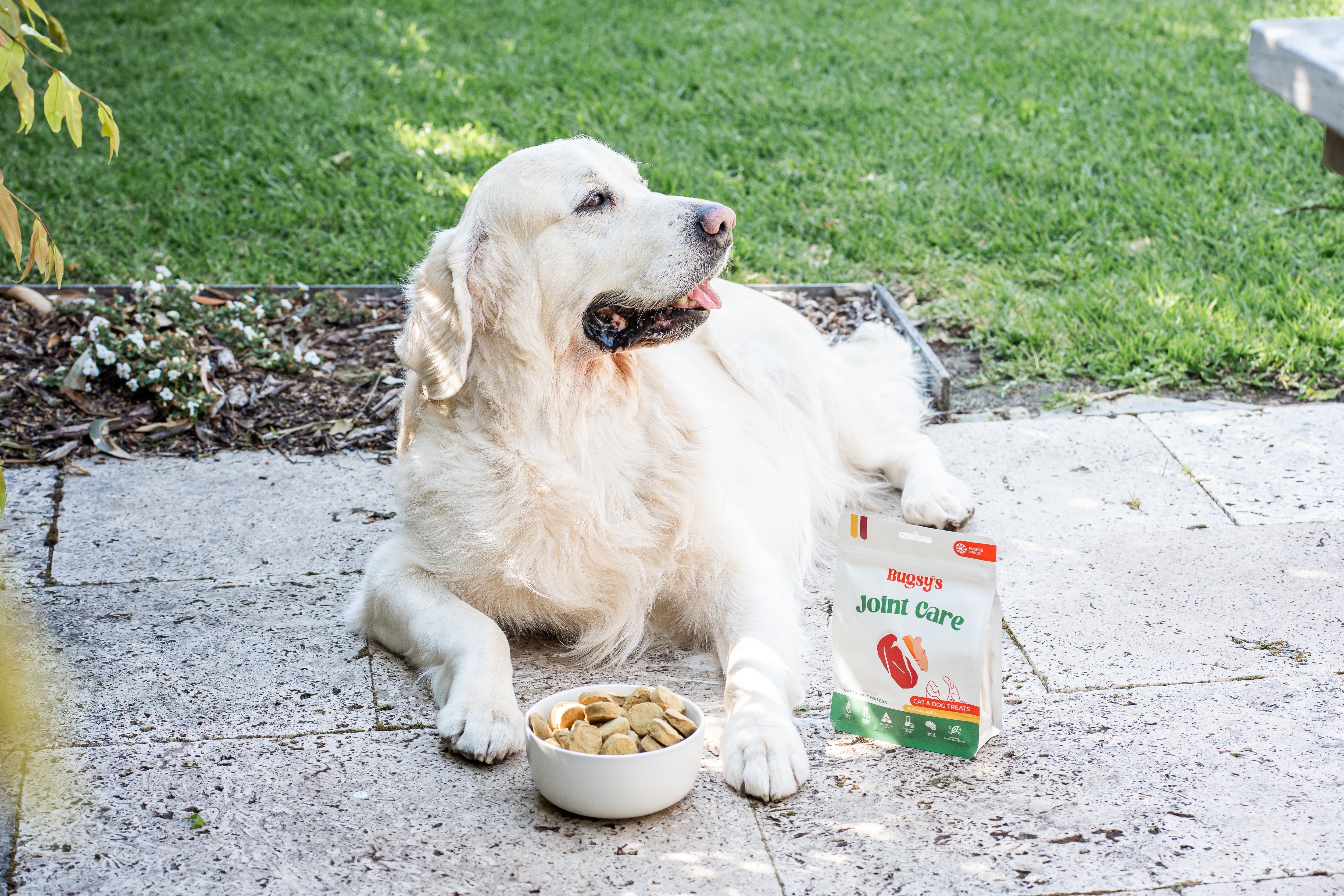 Air Dried vs Freeze Dried Dog Food: Which Is Better for Your Dog?