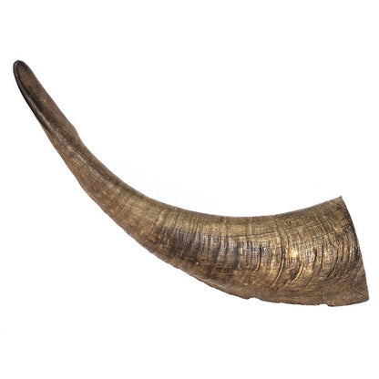 LONG LASTING | Whole Goat's Horn Dental Chews for Large Dogs - Bugsy's Pet Supplies