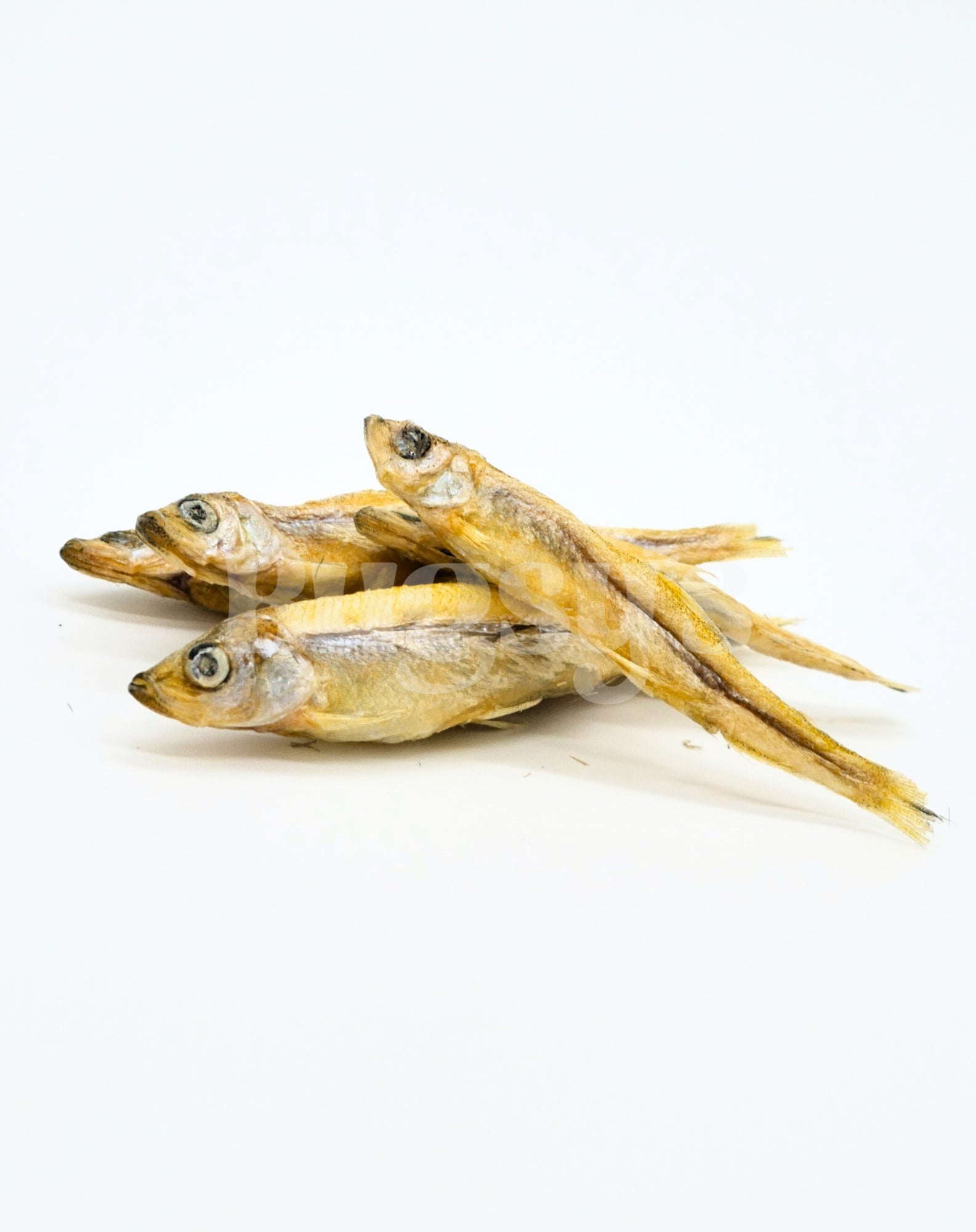 Little Fish | Whitebait - Bugsy's Pet Supplies